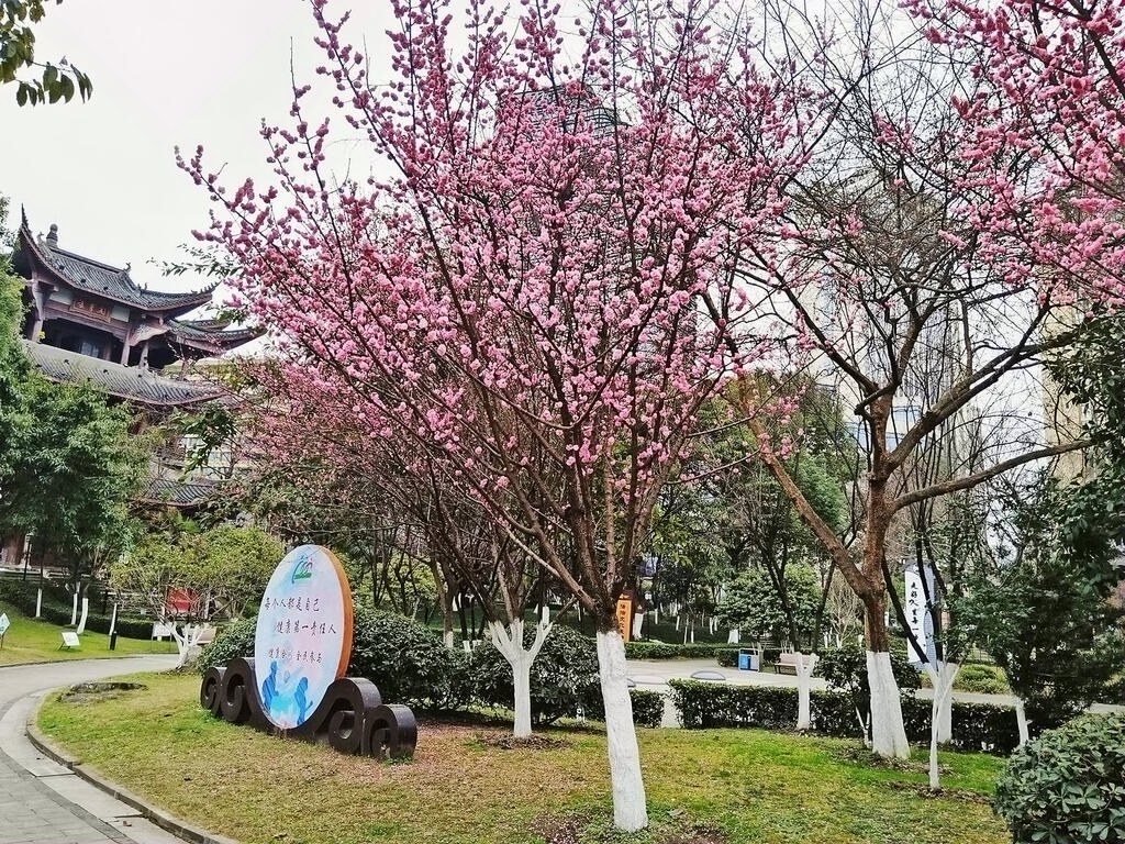 合川：樱花映江城 文峰公园春意盎然