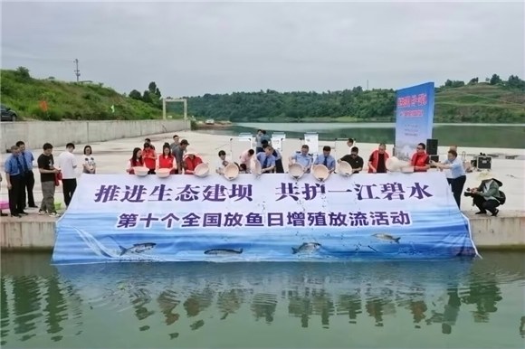 合川数万尾鱼苗“安家”嘉陵江利泽航运枢纽库区