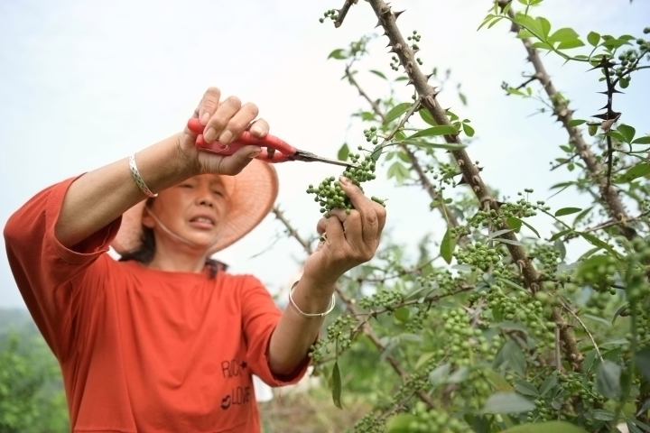 合川:椒香四溢 1200余亩青花椒奏响村民增收“椒”响曲