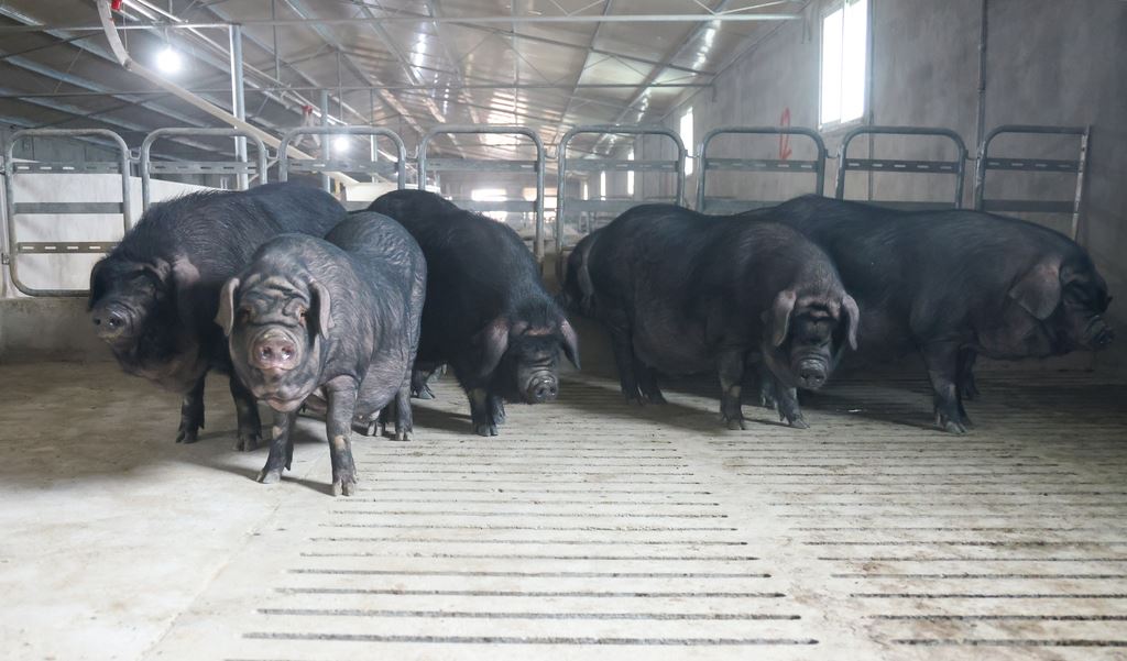 冻精备份、系谱建档……合川黑猪的“基因保卫战”