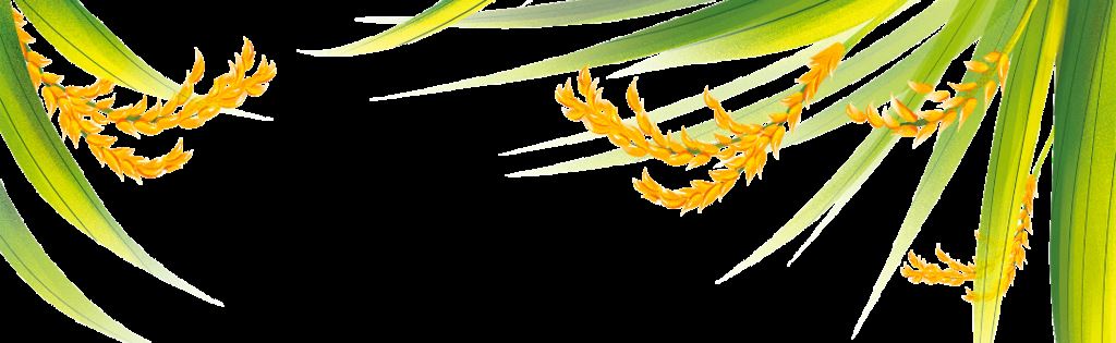 拼经济 抓落实 | 一亩地只需十分钟！机械化让丰收按下“快进键”