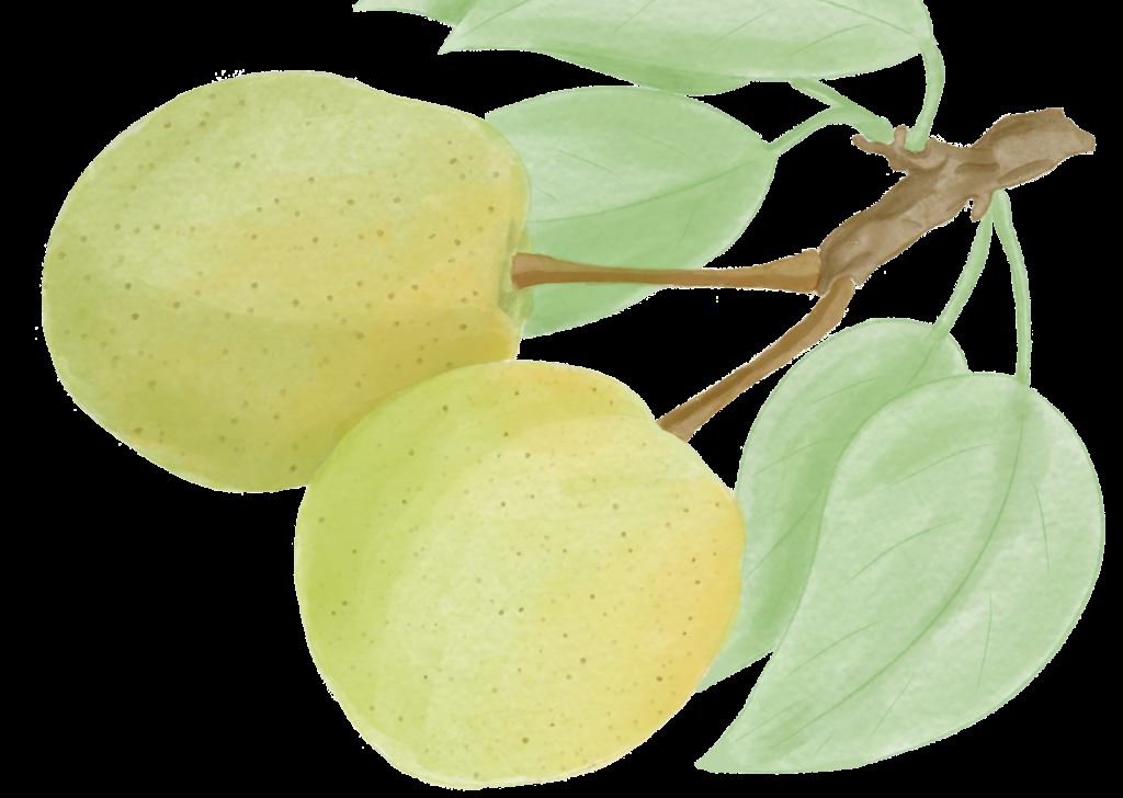 爆甜多“硒”！合川这里400亩佛尔雪梨丰收啦