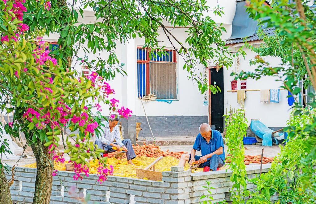 玉米收获季 农户采收忙