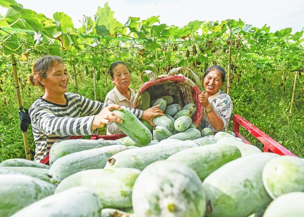 图片新闻|夏收正当时