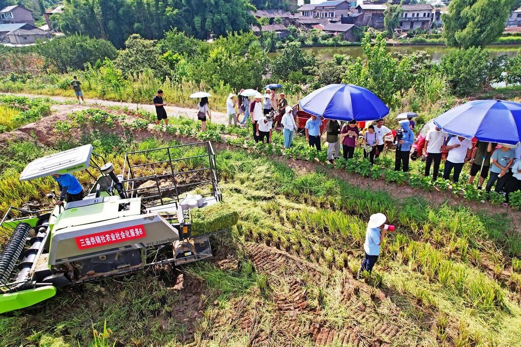 千台农机抢收水稻 秸秆综合利用促增收