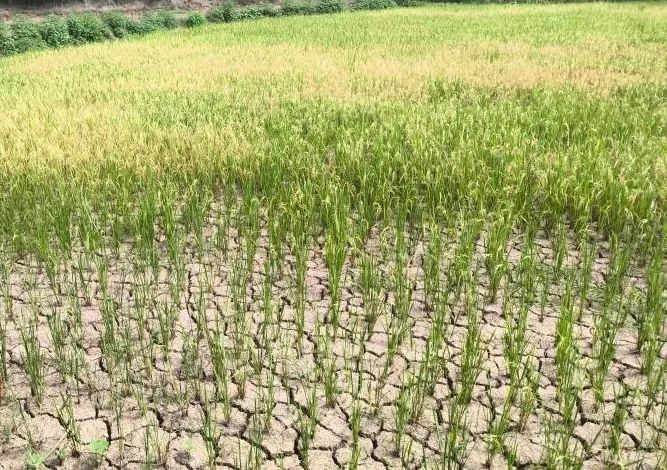 160余万元理赔款到账！一张保单让合川农户挺直腰杆