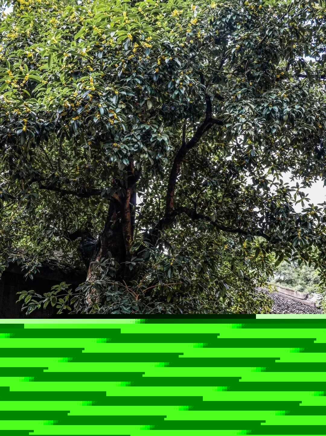 重庆唯一！钓鱼城遗址护国寺·古桂树成为全国首批