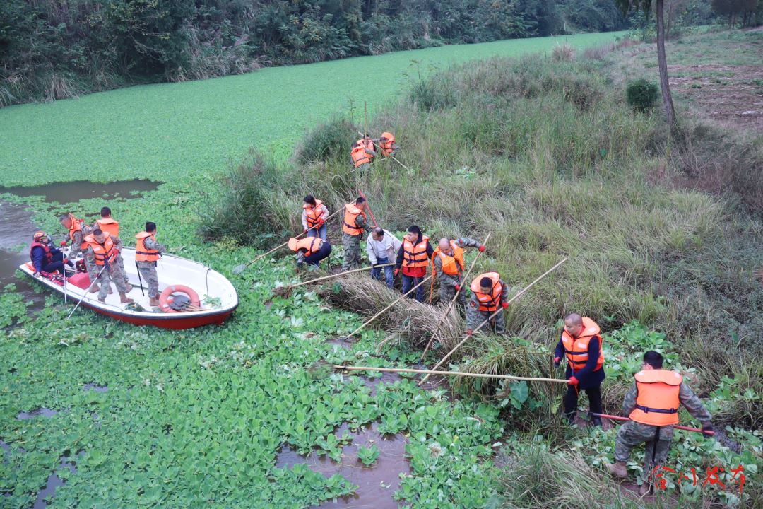 守护水清岸绿！太和镇百人团队“围剿”水白菜