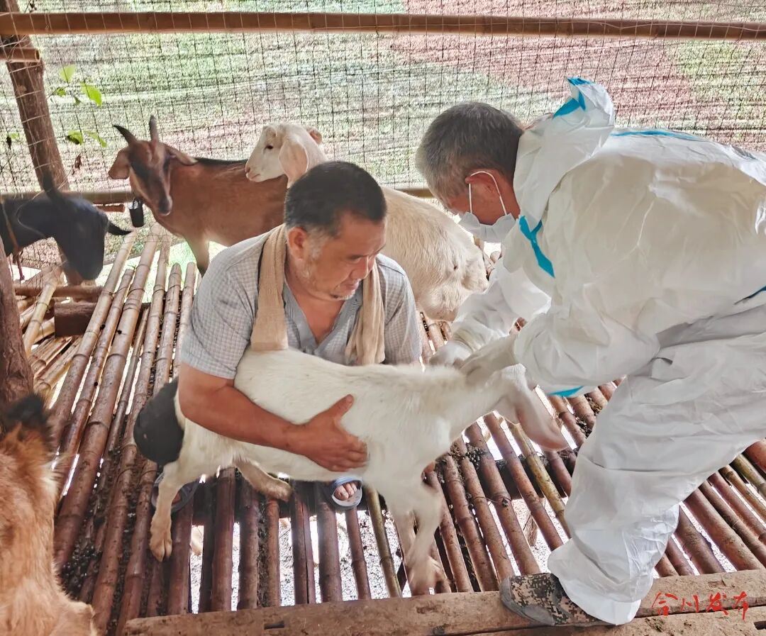 守护不松懈!隆兴镇有序推进秋季动物防疫