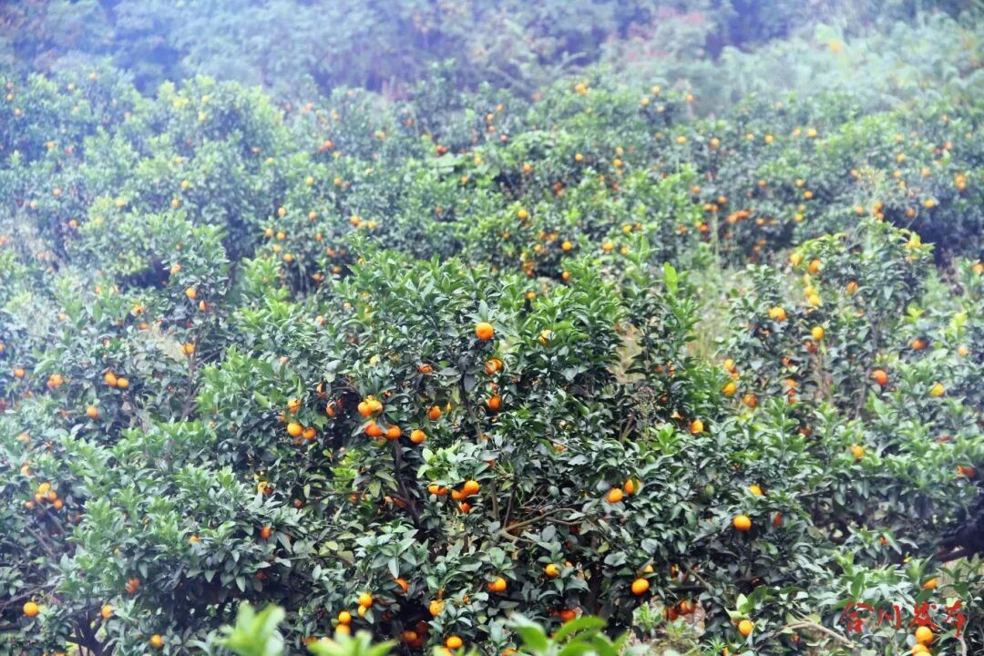 min甜~合川这里的砂糖橘“抢鲜”上市