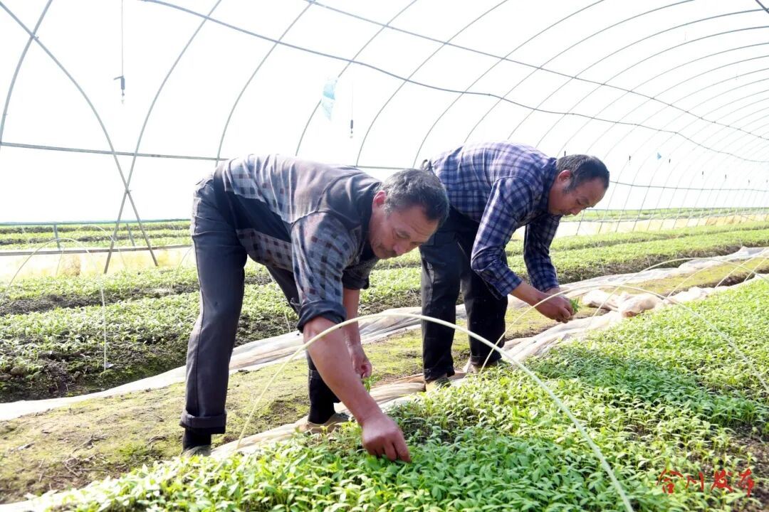 合川：冬育“苗底气” 春收“菜满筐”