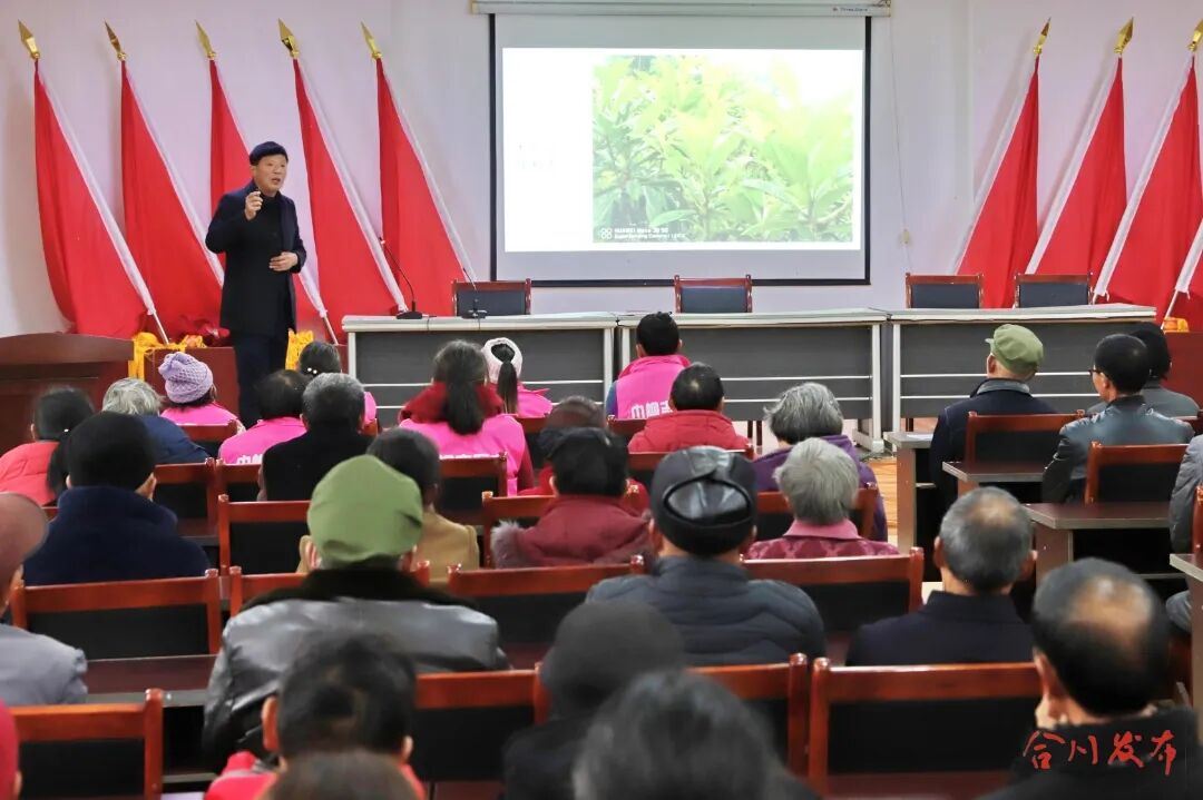 理论+实操！古楼镇千余名枇杷种植户集体“充电”