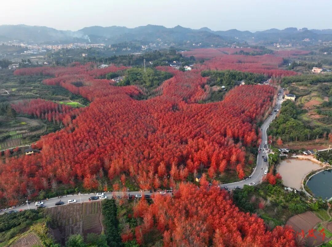 合川古楼红枫进入最佳观赏期，每天近万名游客打卡！