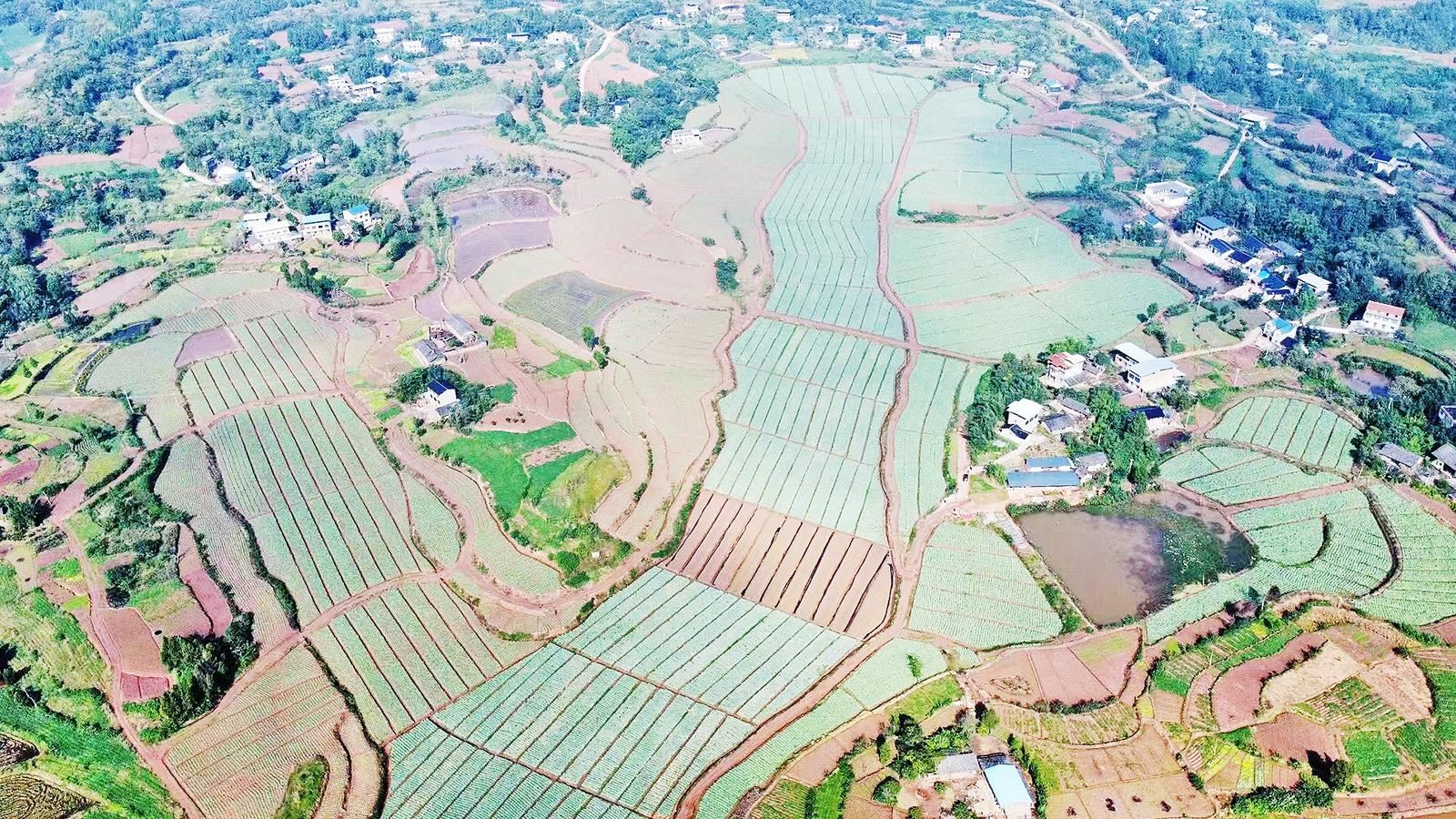 龙凤镇补家村蔬菜种植基地 圆白菜喜获丰收