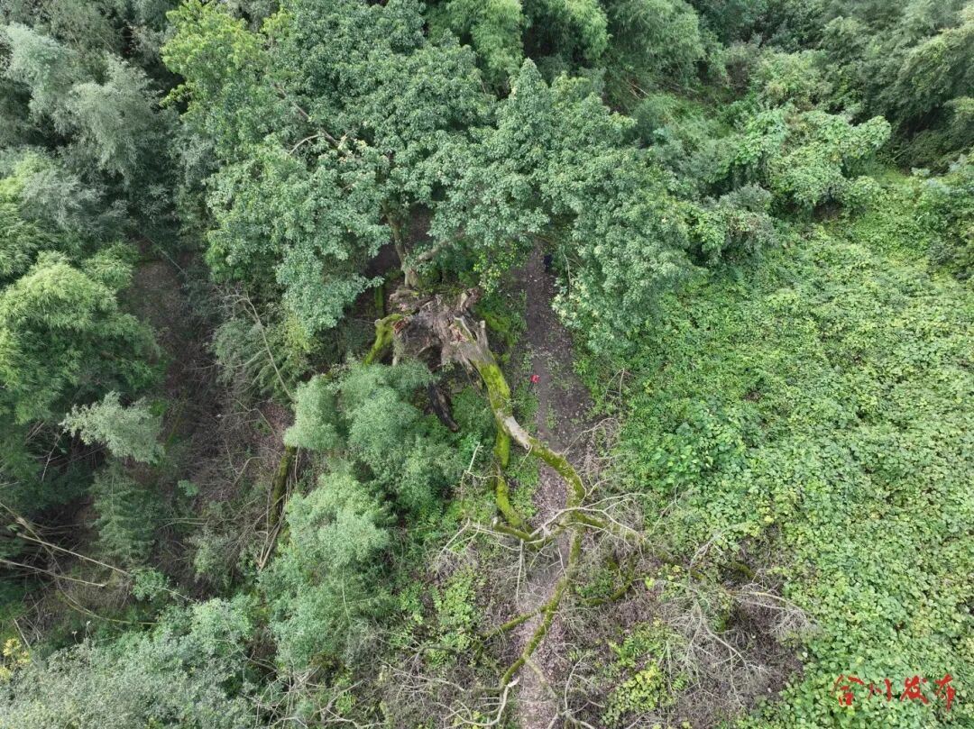 合川一棵千年古树主干断裂，林业部门紧急实施“截肢手术”