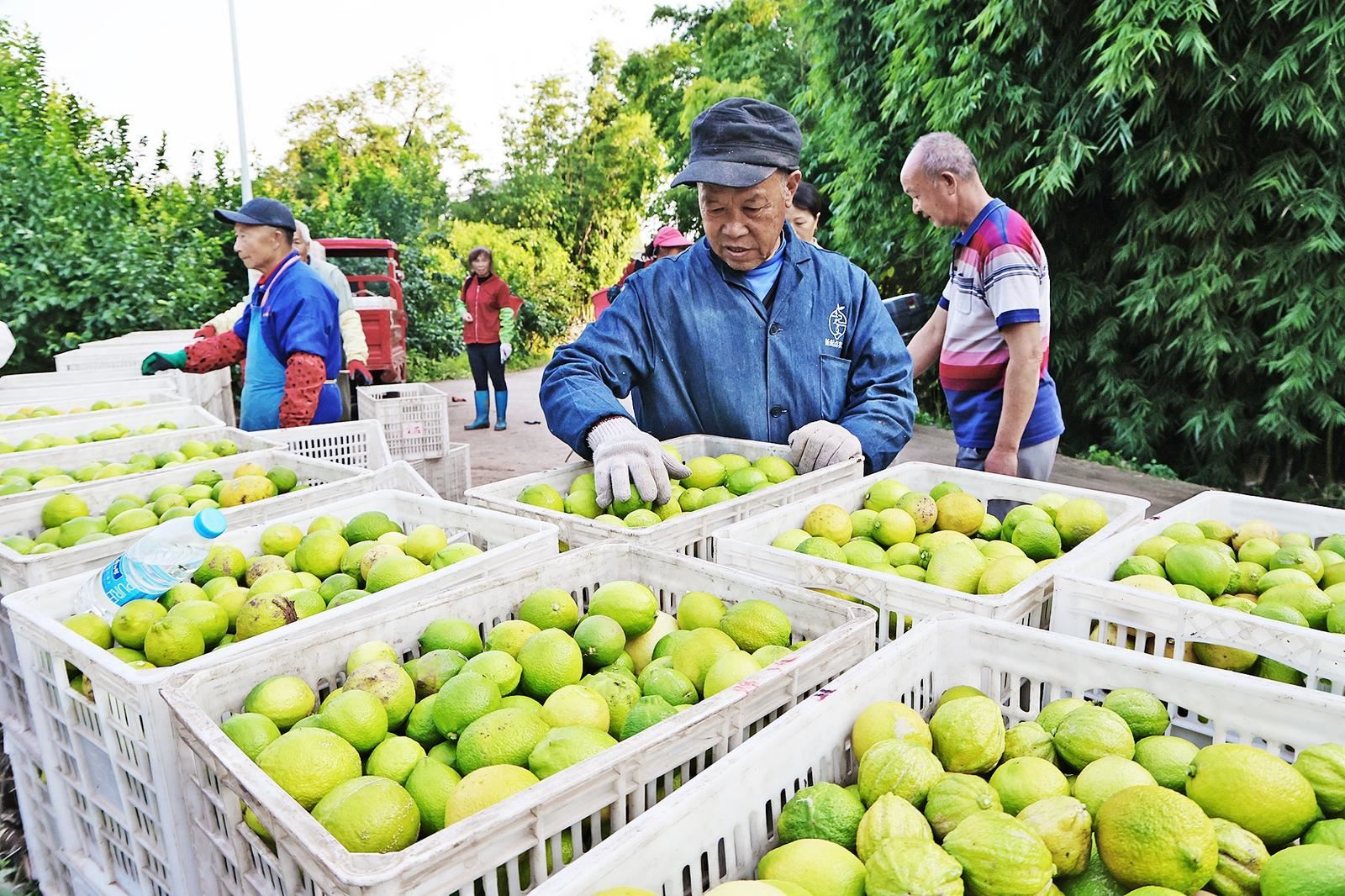 隆兴镇马鞍村 四季柠檬获丰收