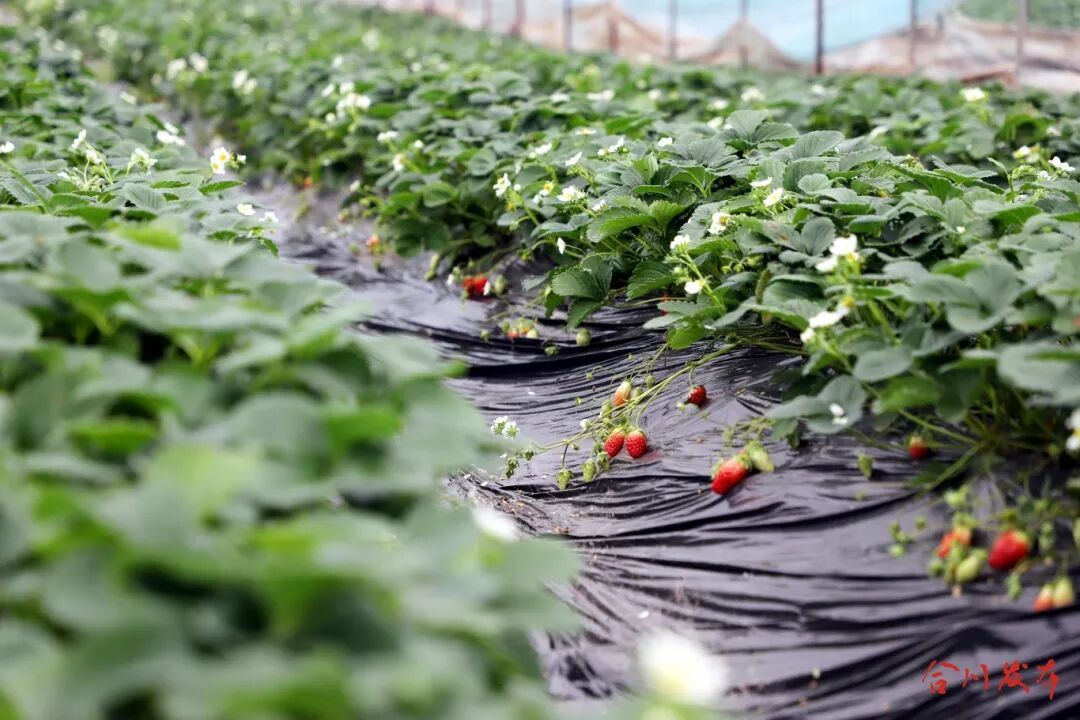 甜得很！合川钱塘的冬草莓抢“鲜”上市~~