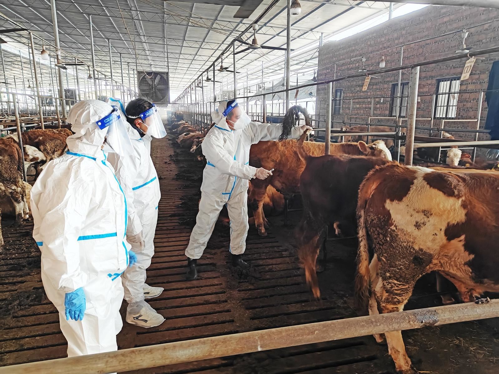 渭沱镇  开展畜禽引种监管培训