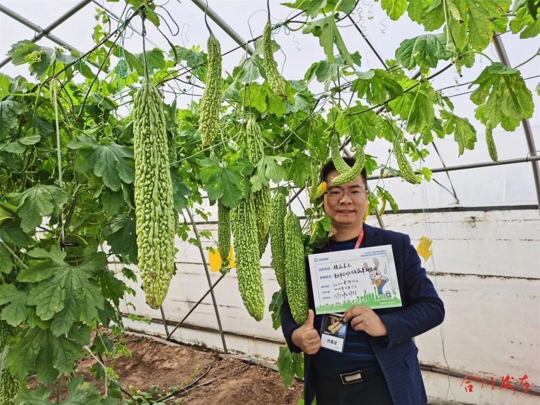 硕士回乡当农民！合川人邓睿的蔬菜“芯片”梦→