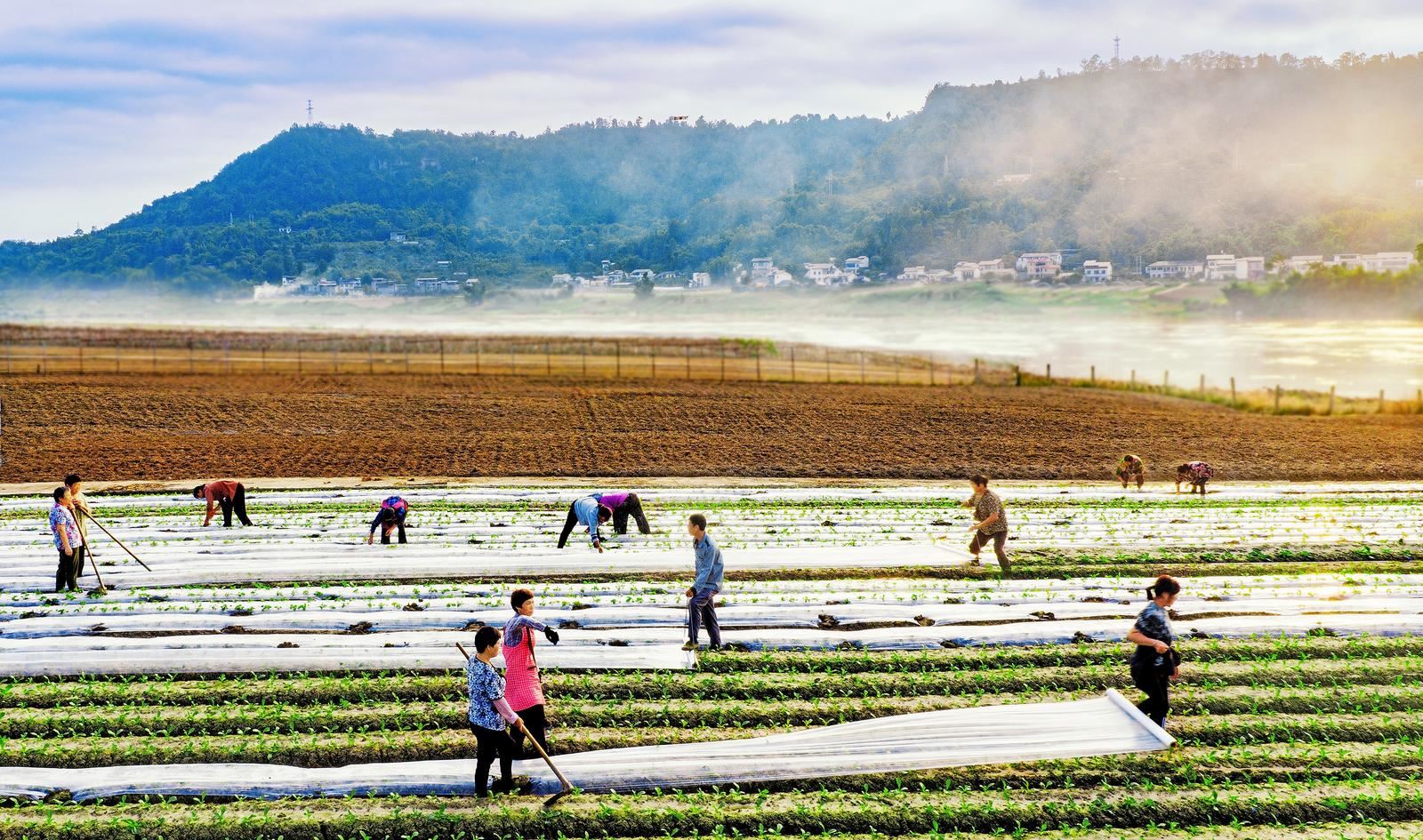 渭沱镇七星村蔬菜基地 村民们为农作物覆盖地膜