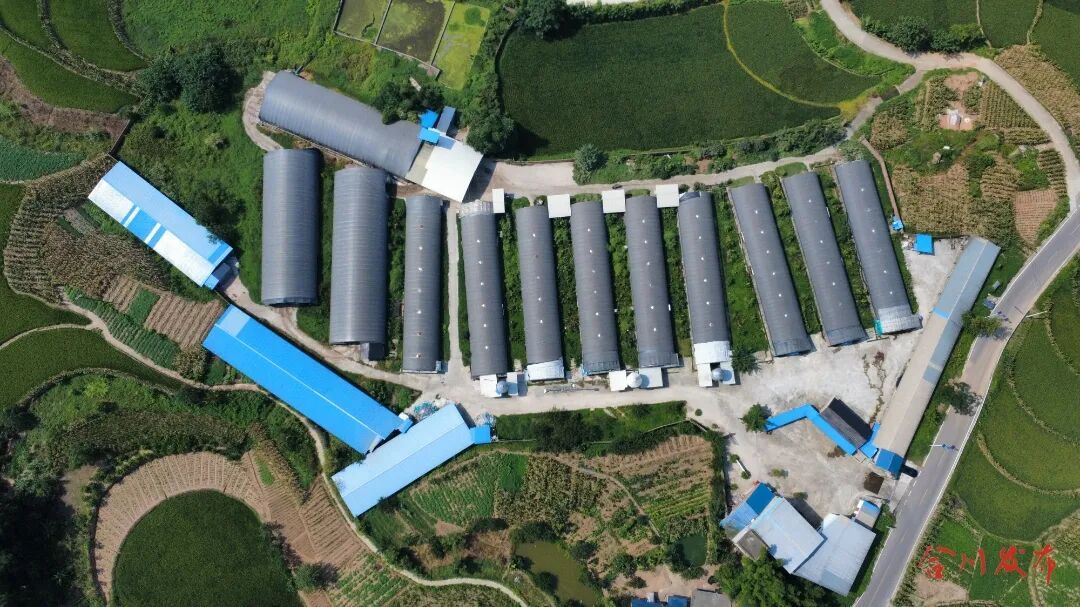 合川这个边界小镇藏不住了！西南每2颗鹌鹑蛋就有1颗来自这里？