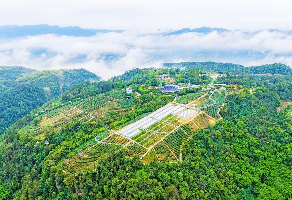 图片新闻|乡野画卷