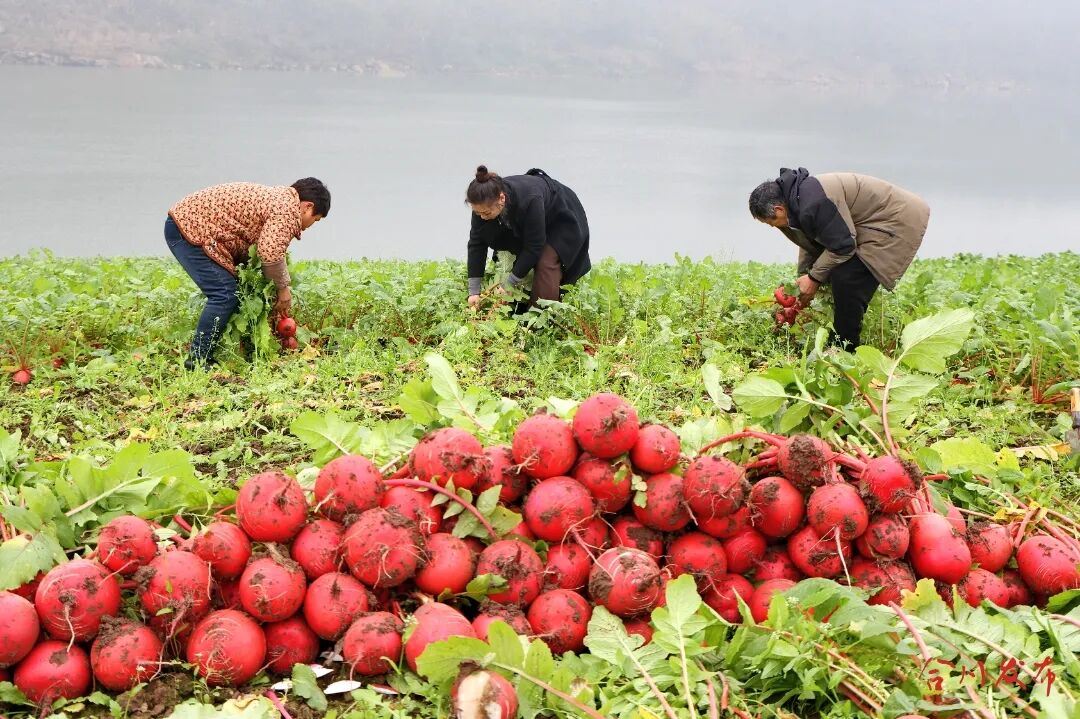 冬日好滋味！合川“青草坝萝卜”丰收啦！