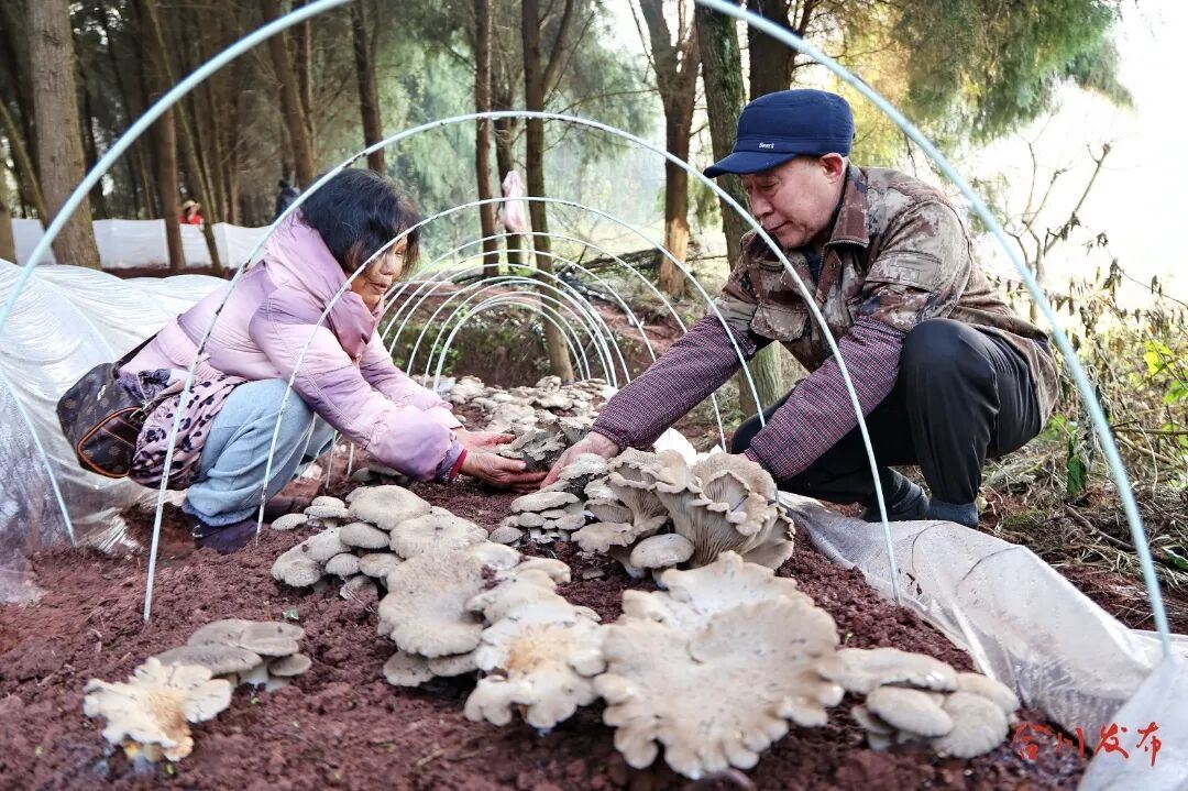 上产电，下种菇！隆兴镇探索乡村发展新赛道