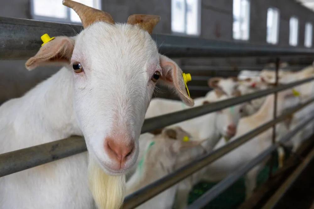 来合川过年，品白山羊肉！